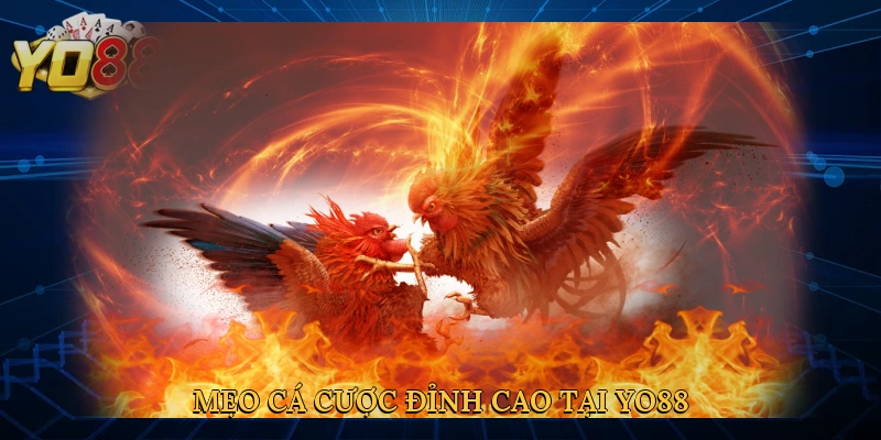 meo-ca-cuoc-dinh-cao-tai-yo88