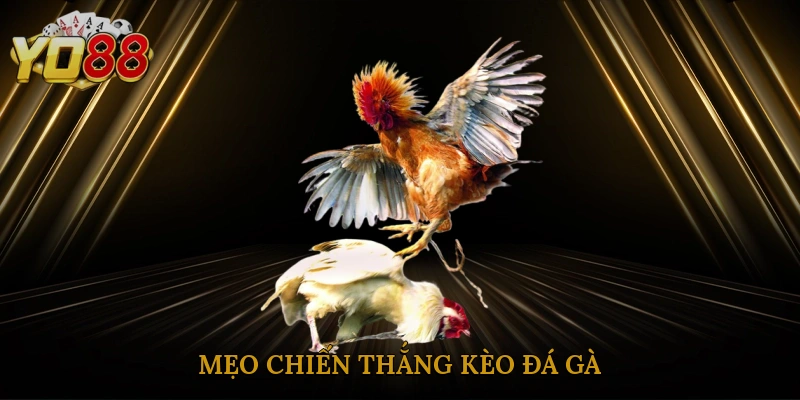 meo-chien-thang-keo-da-ga