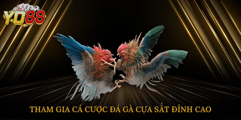 tham-gia-ca-cuoc-da-ga-cua-sat-dinh-cao